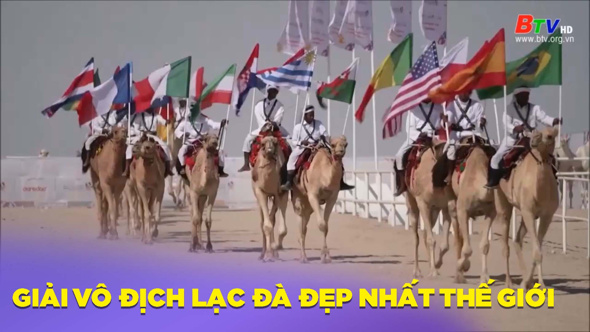 Giải vô địch lạc đà đẹp nhất thế giới ở Qatar
